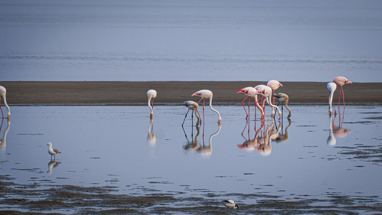 Flamingos in Walvis Bay