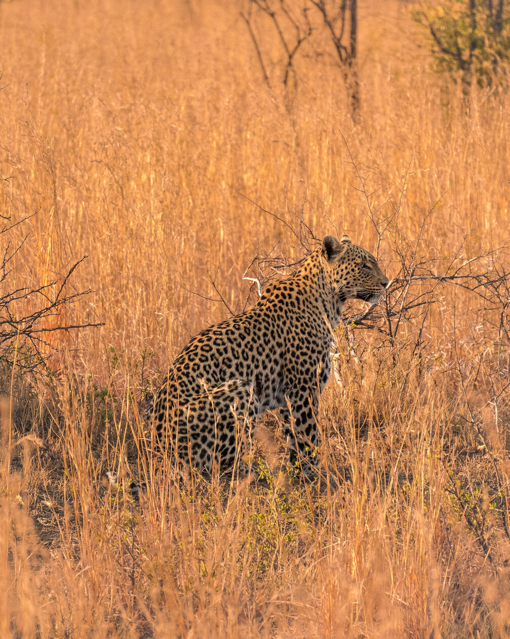 Leopard in Pilanesberg