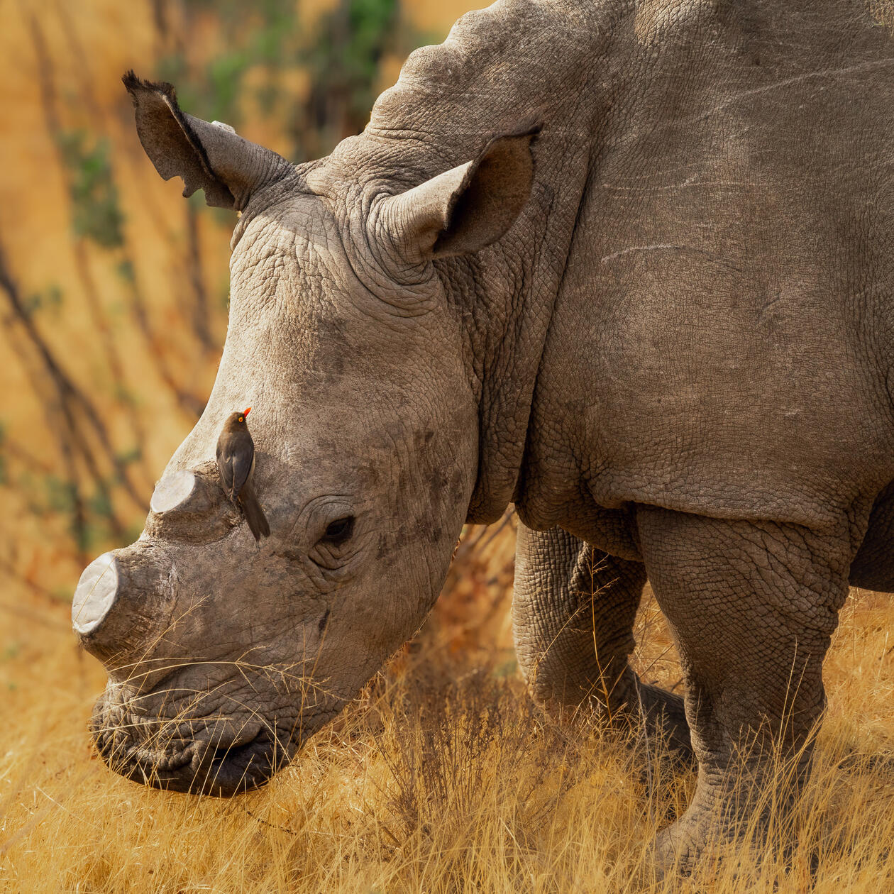 White Rhino in Pilanesberg