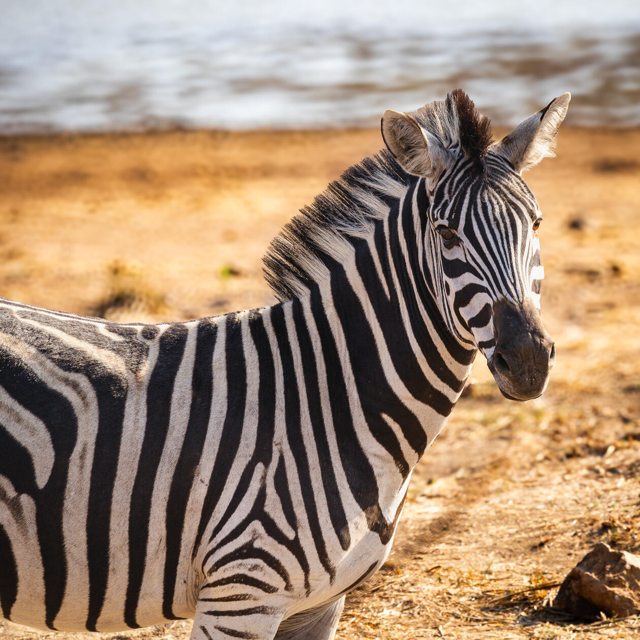 Zebra in Pilanesberg