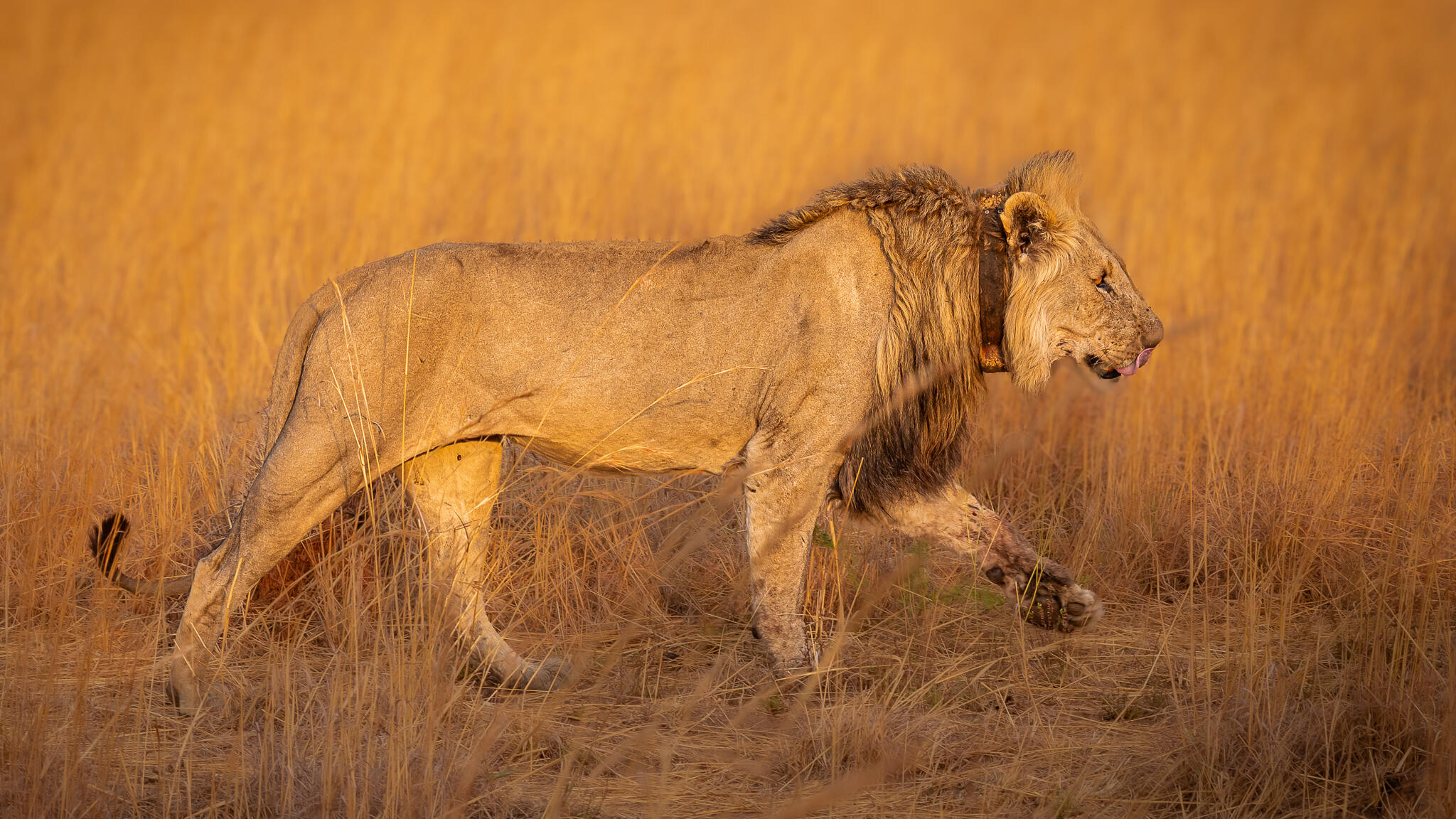 Lion in Pilanesberg