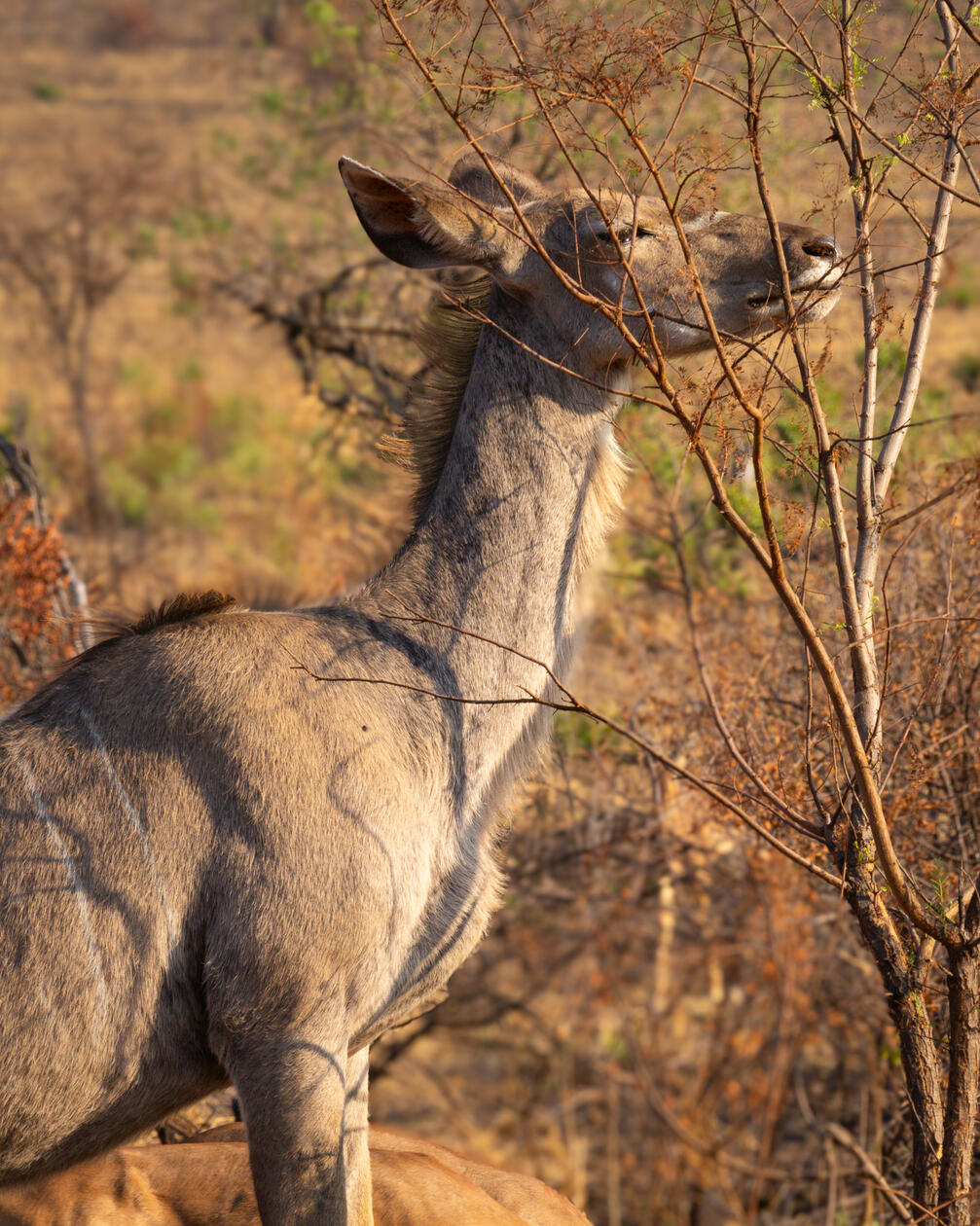 Kudu in Pilanesberg