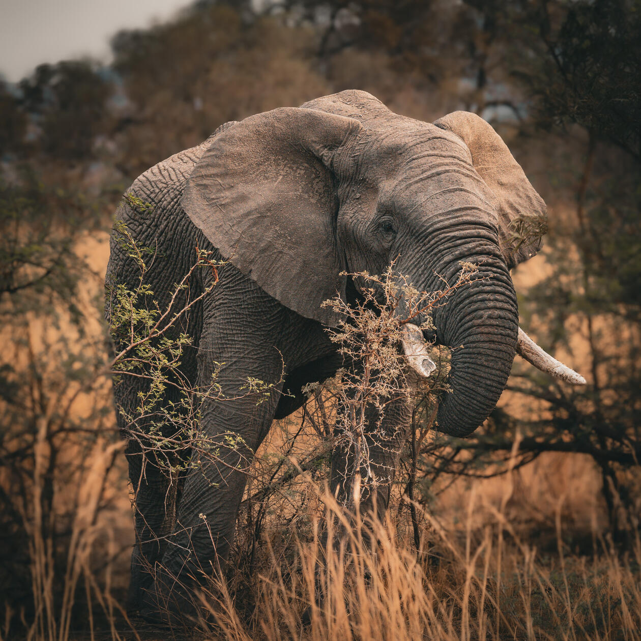 Elephant in Pilanesberg