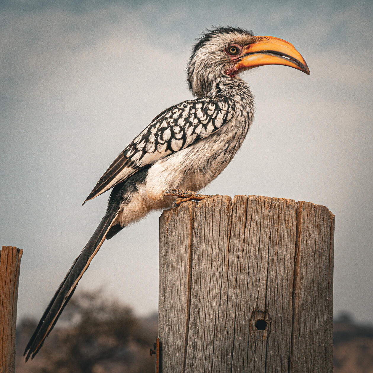 Hornbill in Pilanesberg
