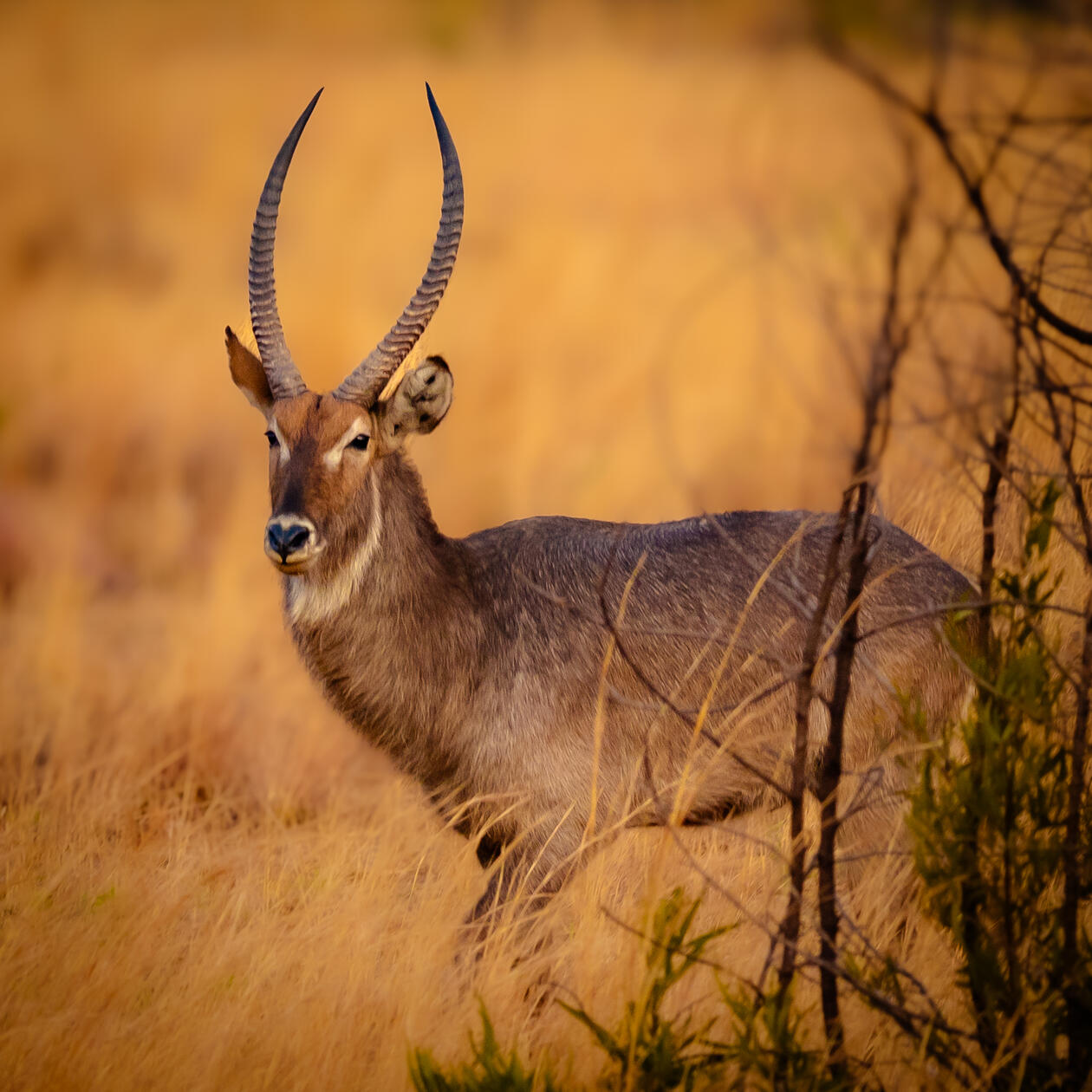 Waterbuck in Pilanesberg