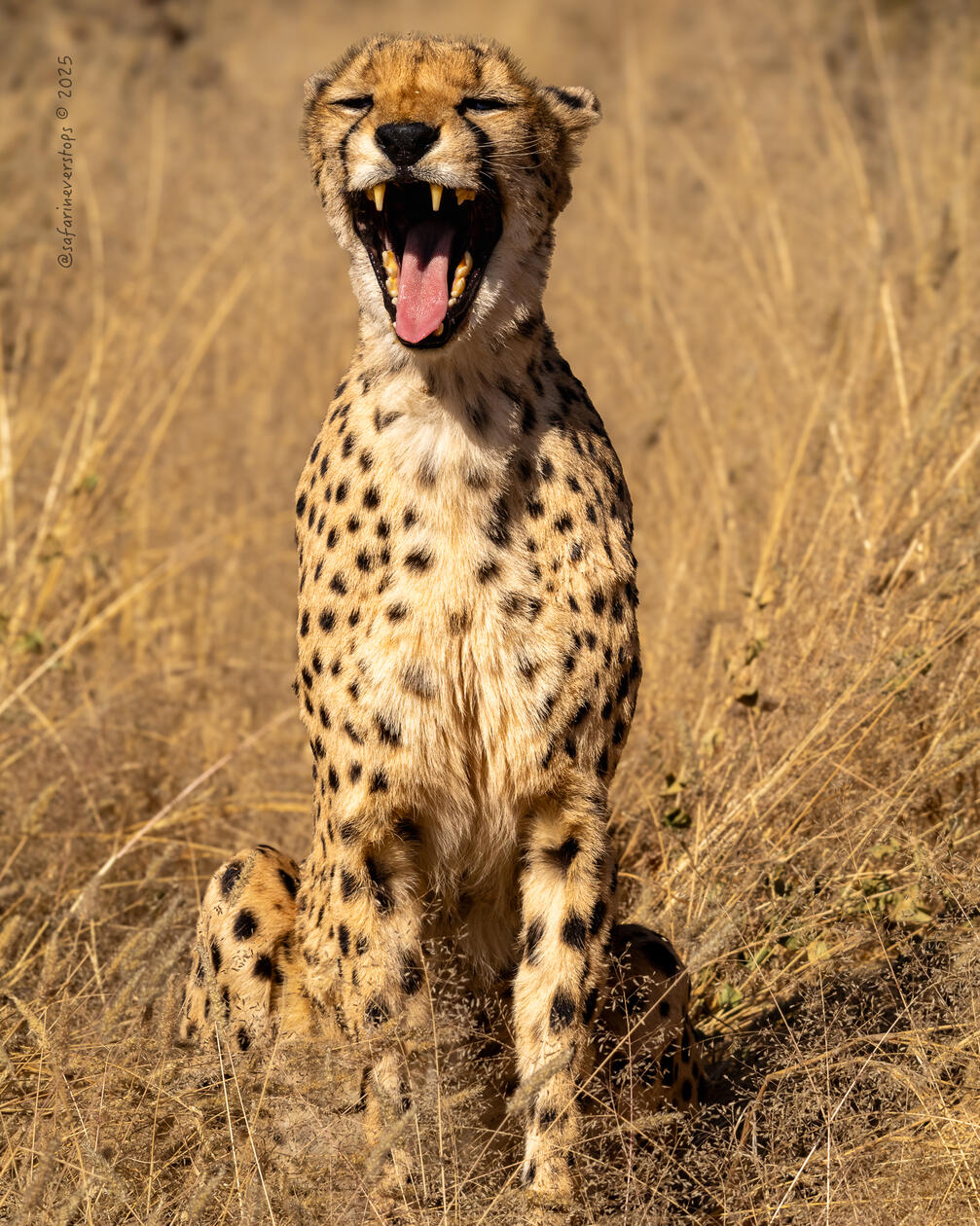 Cheetah Conservation Fund