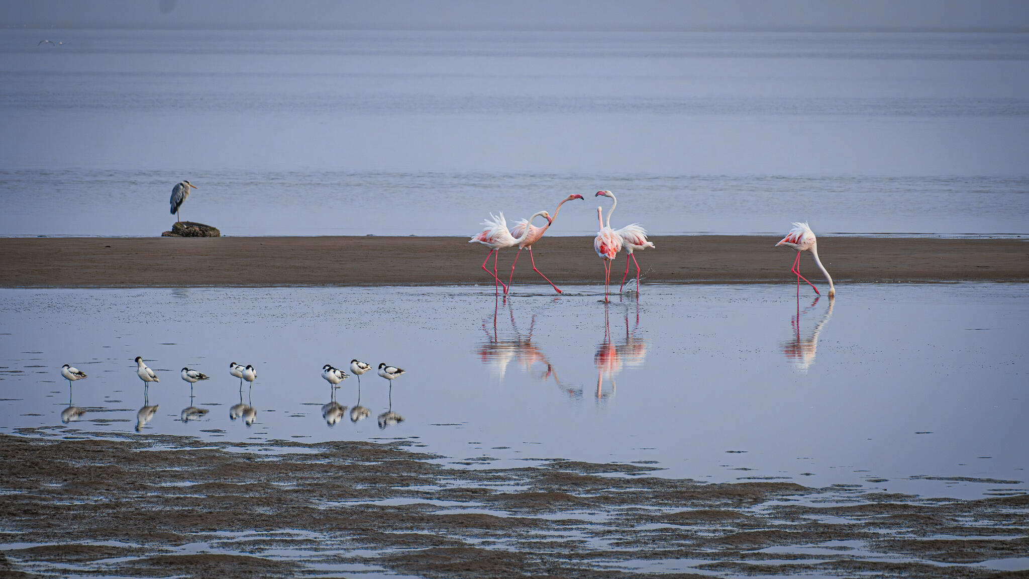 Flamingos in Walvis Bay