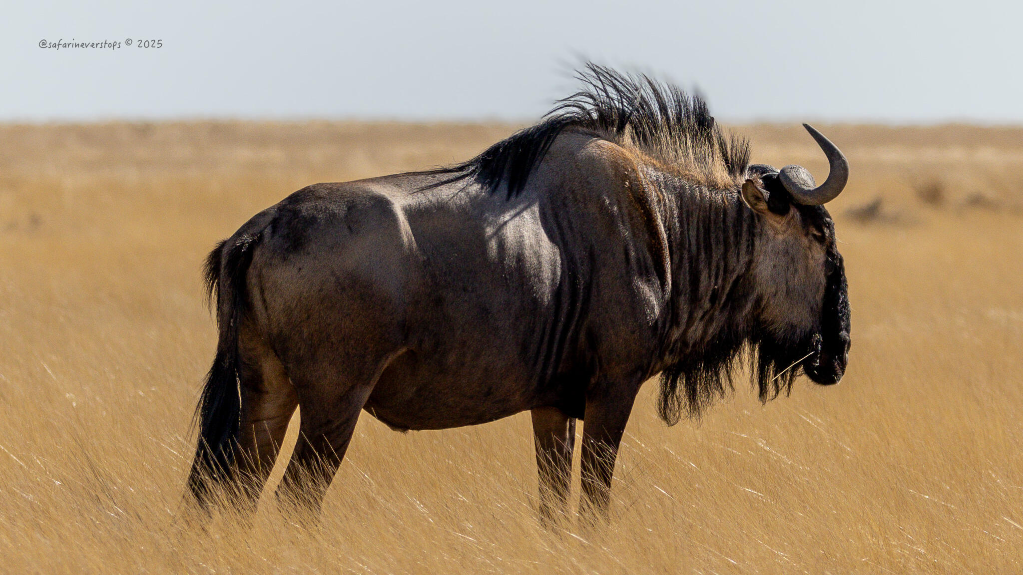Wildebeest in Etosha