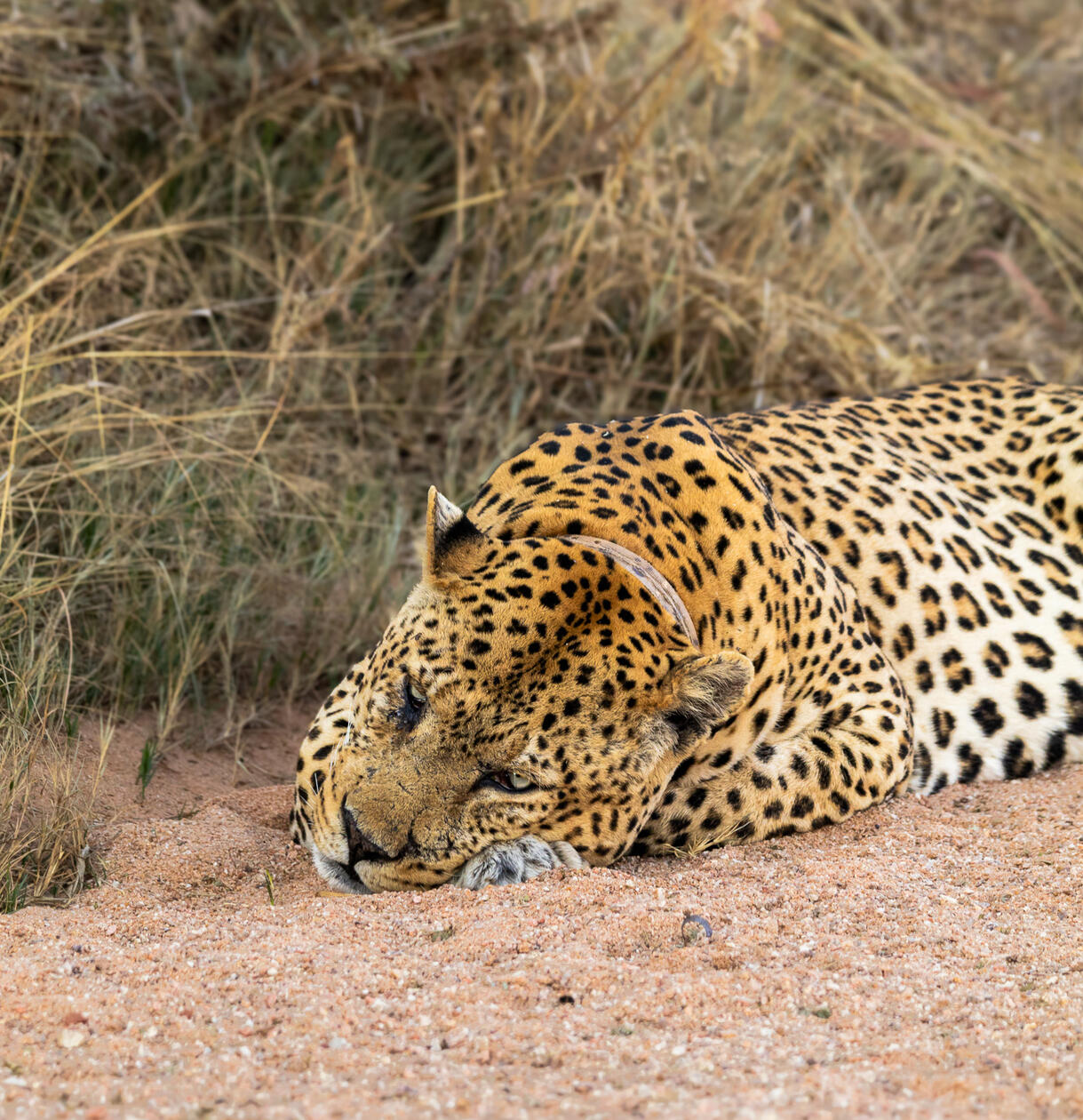 Leopard in Okonjima