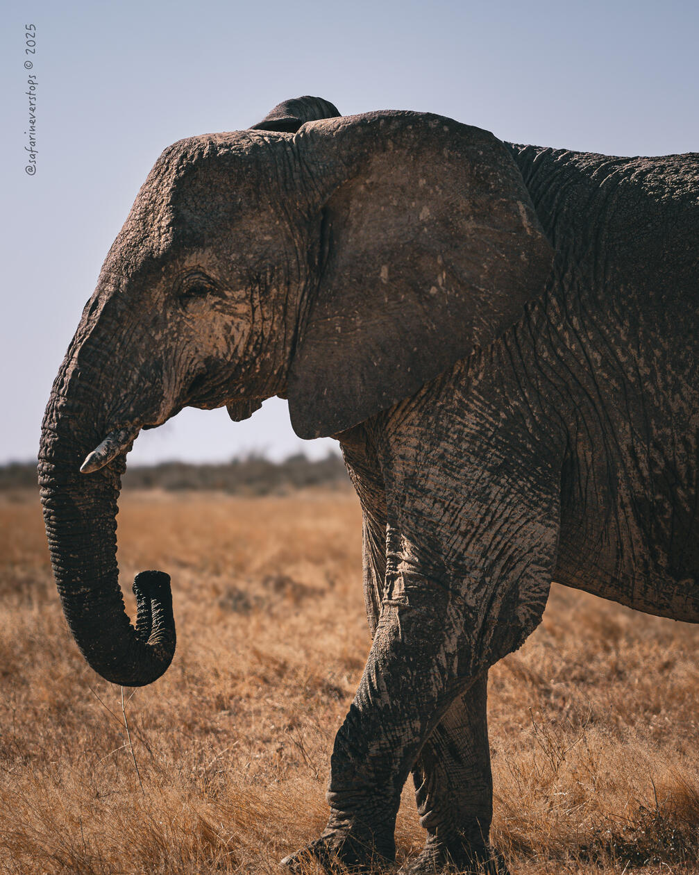 Elephants in Etosha