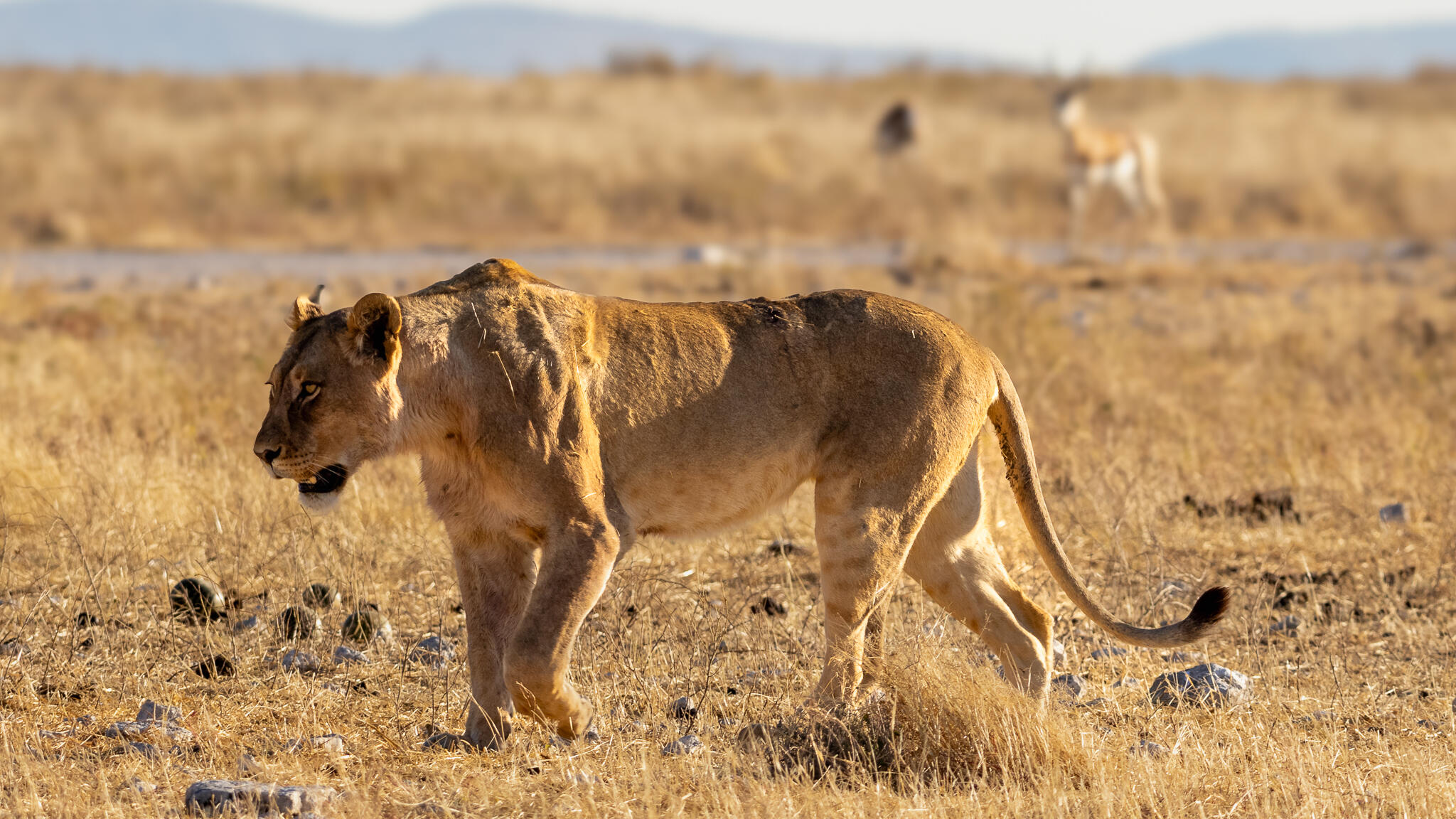 Lioness in Etosha