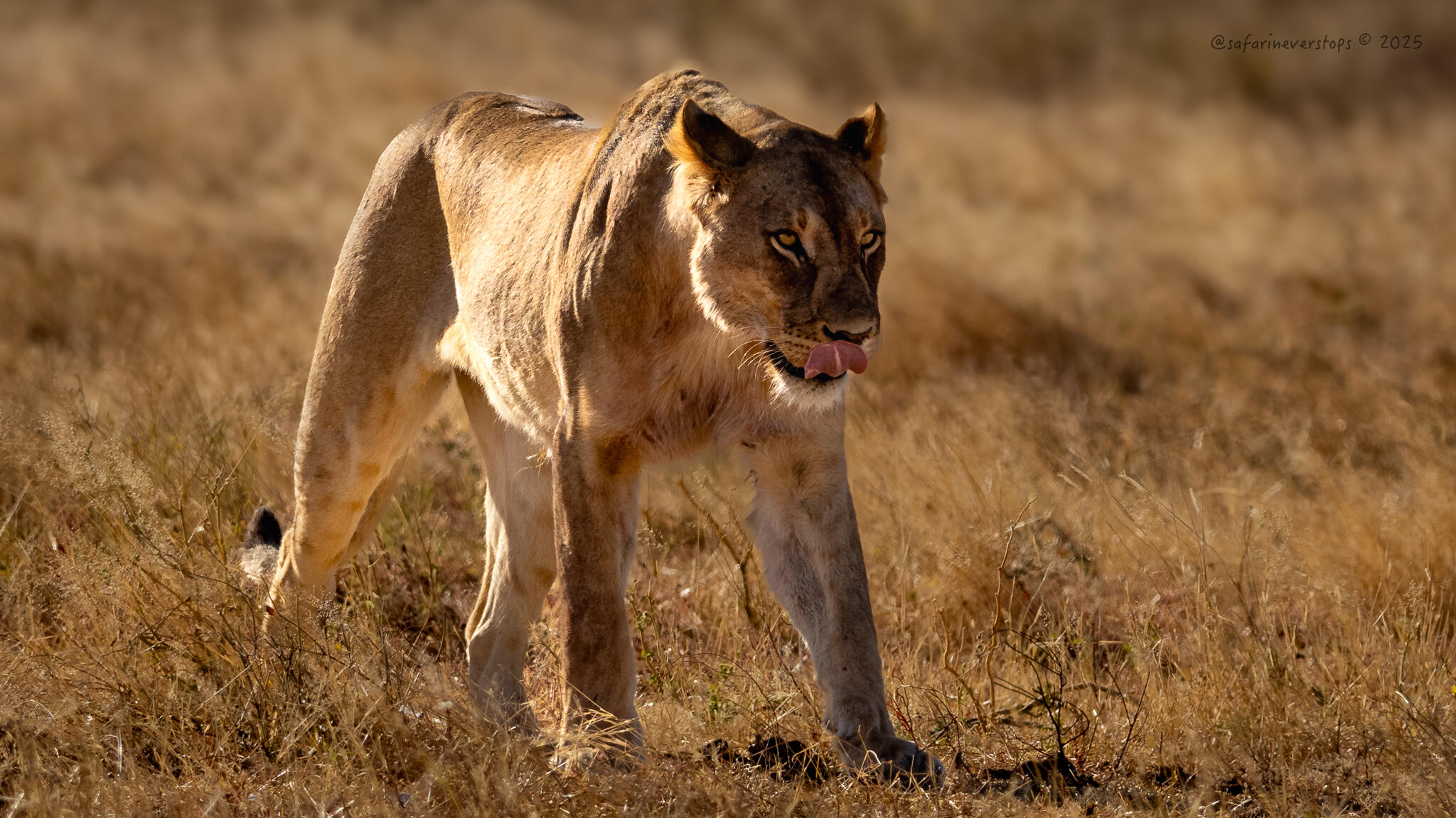 Lioness in Etosha