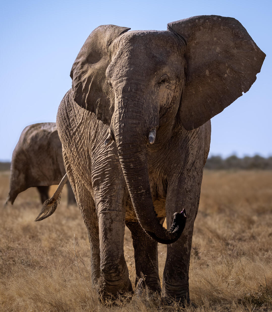 Elephant in Etosha