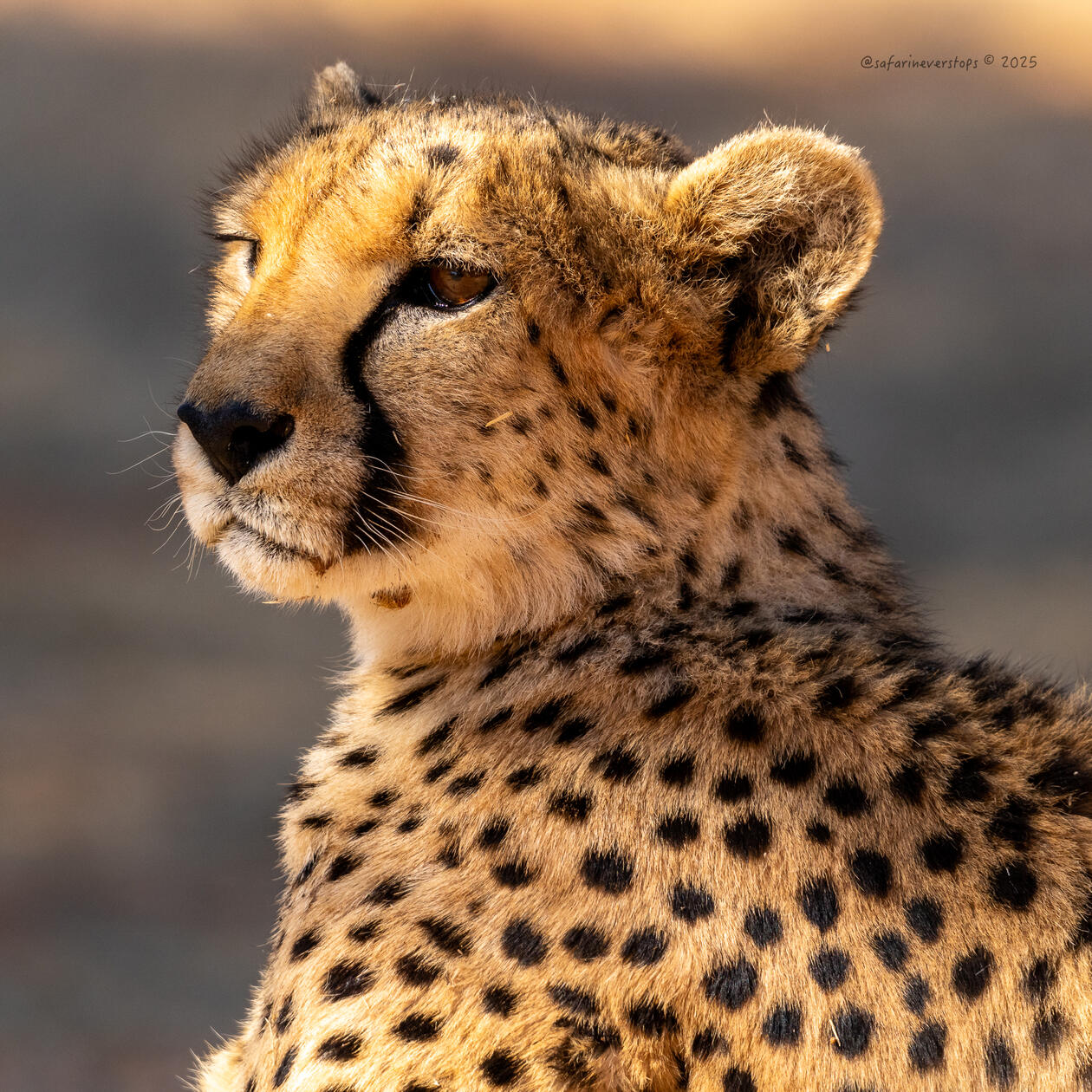 Cheetah Conservation Fund