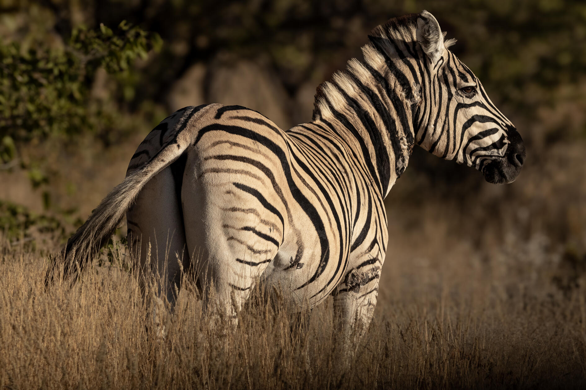 Zebra in Etosha