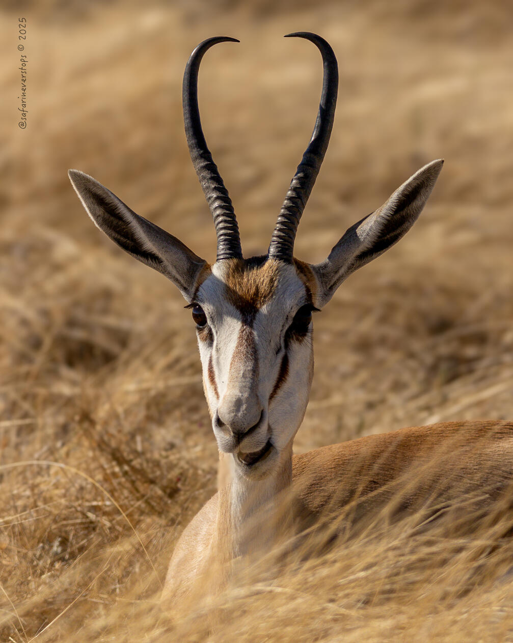 Springbok in Etosha
