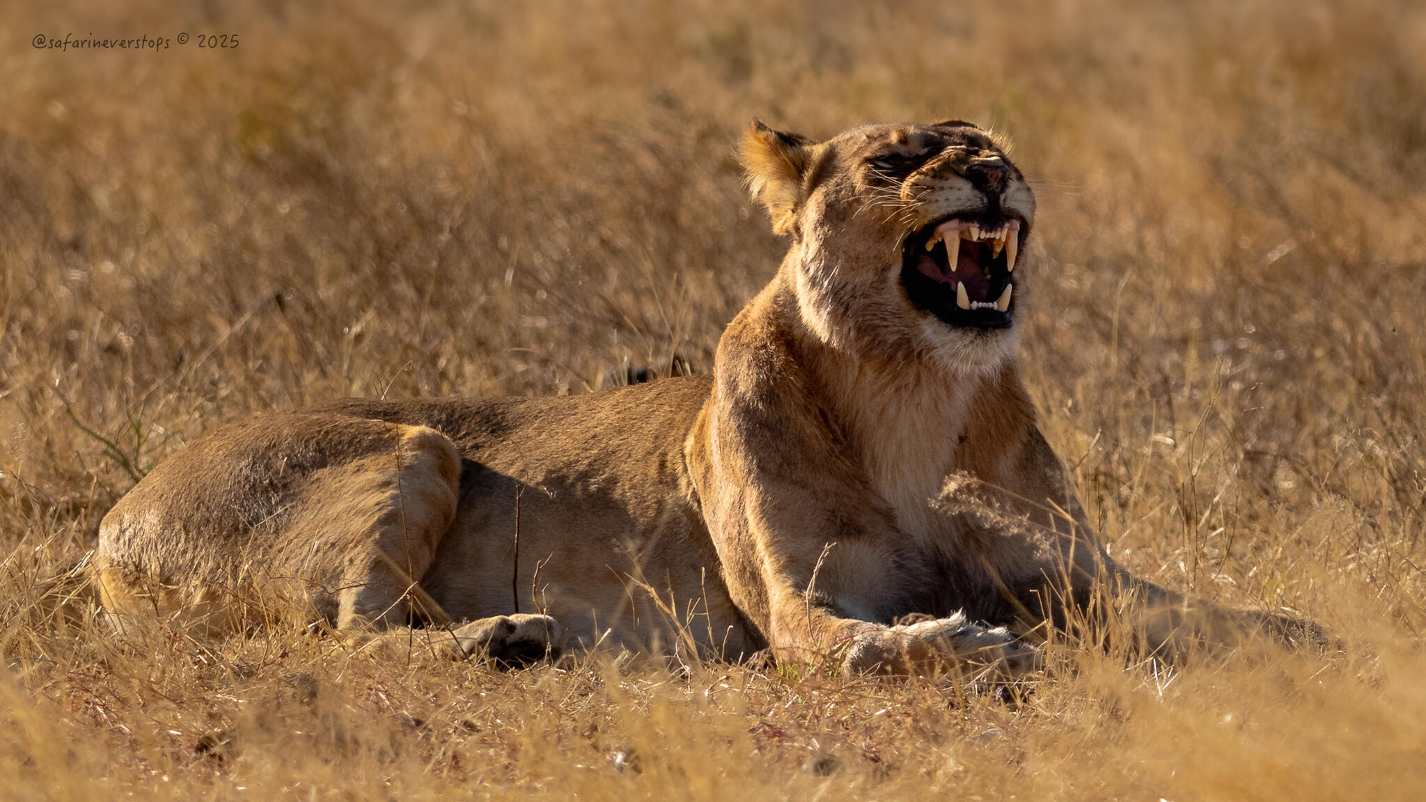 Lioness in Etosha