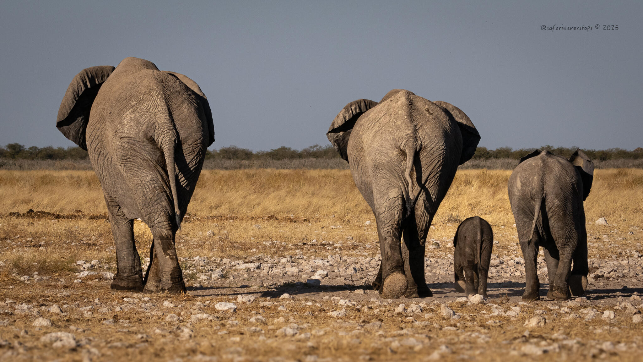 Elephant Family in Etosha