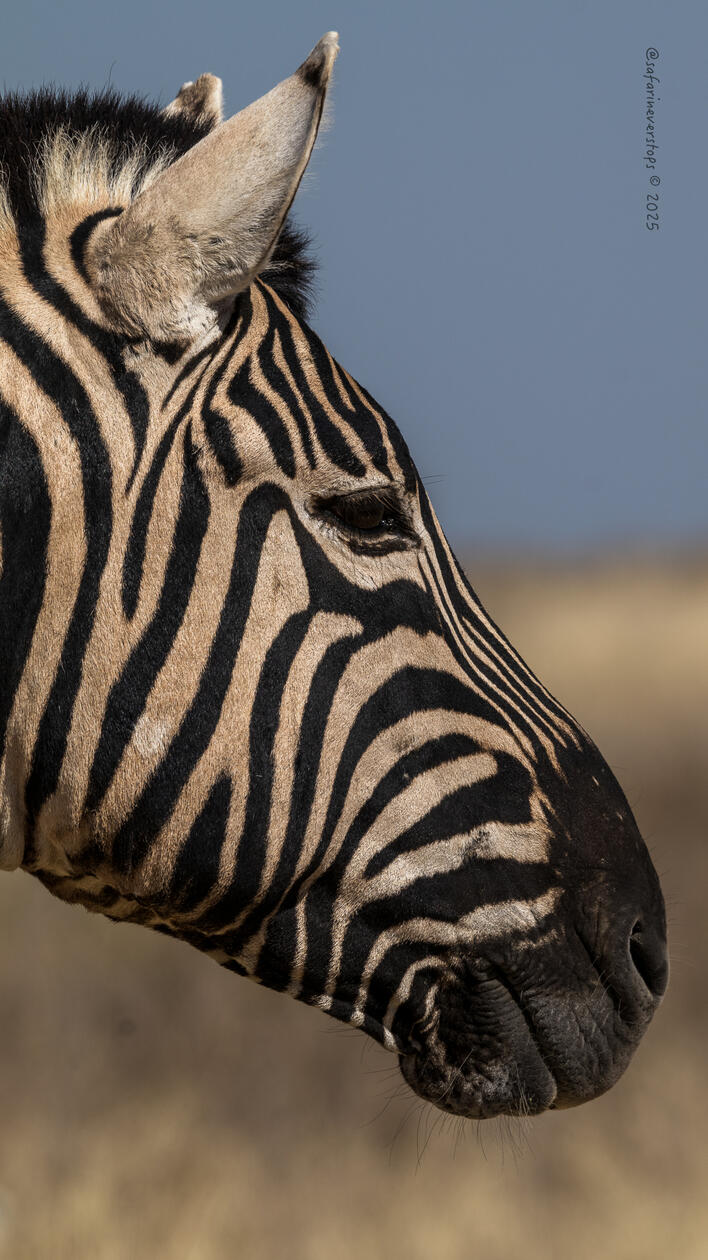 Zebra in Etosha