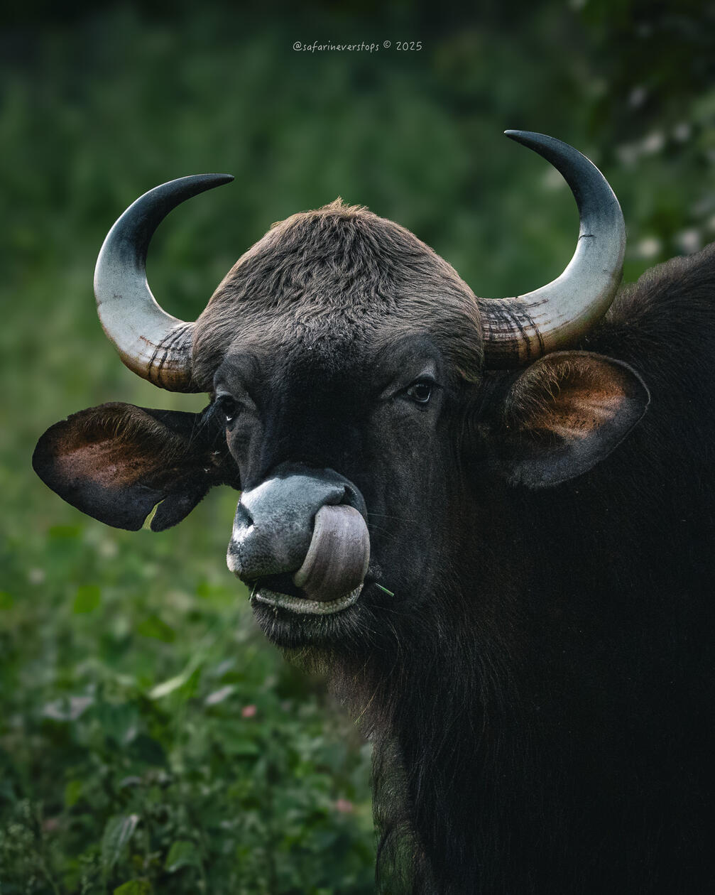Indian Gaur (Female) in Bandipur