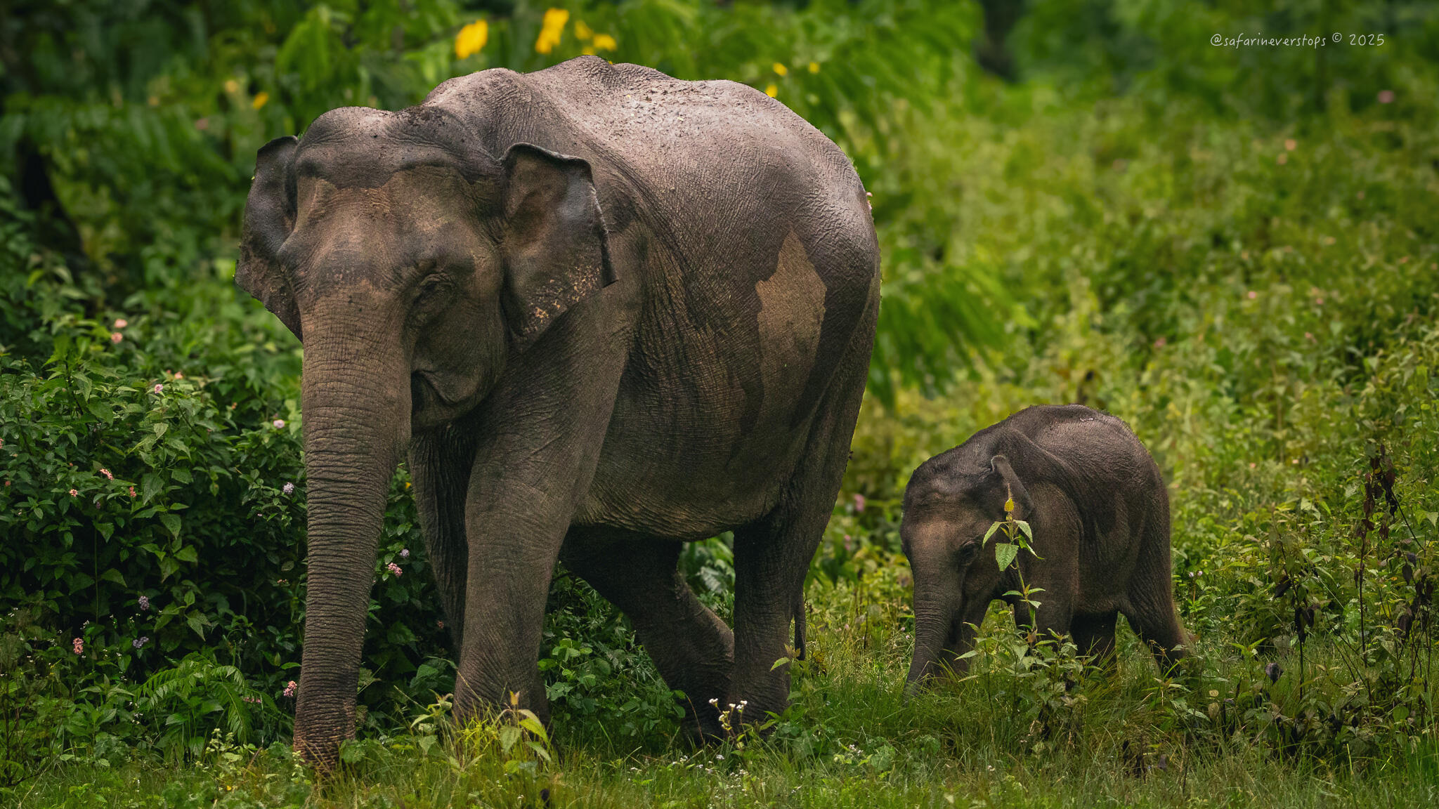 Elephants in Bandipur