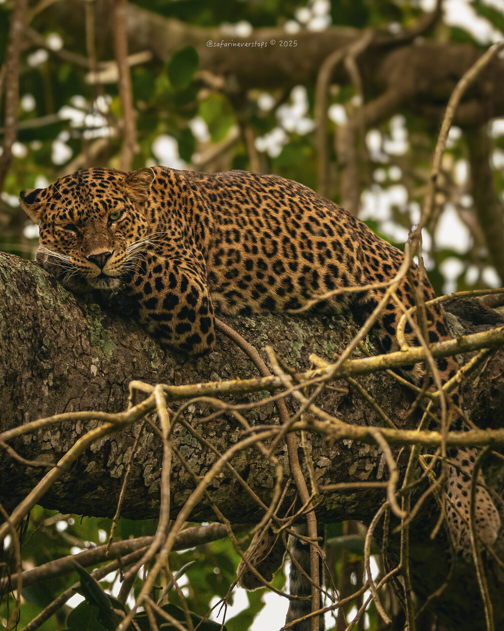 Leopard in Bandipur
