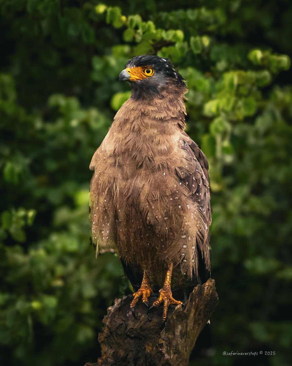 Serpent Eagle in Bandipur
