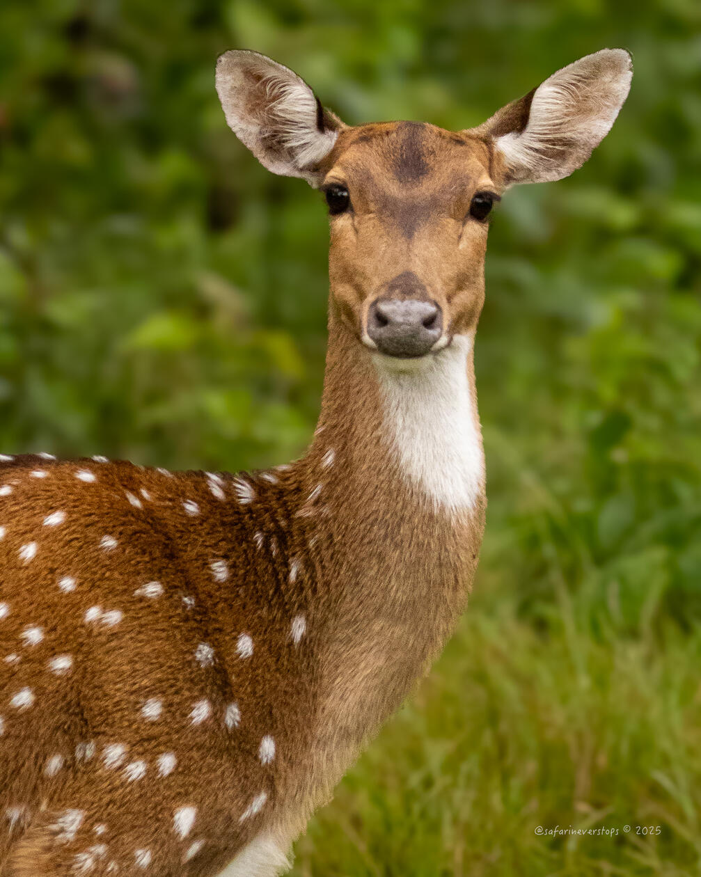 Spotted Deer in Bandipur
