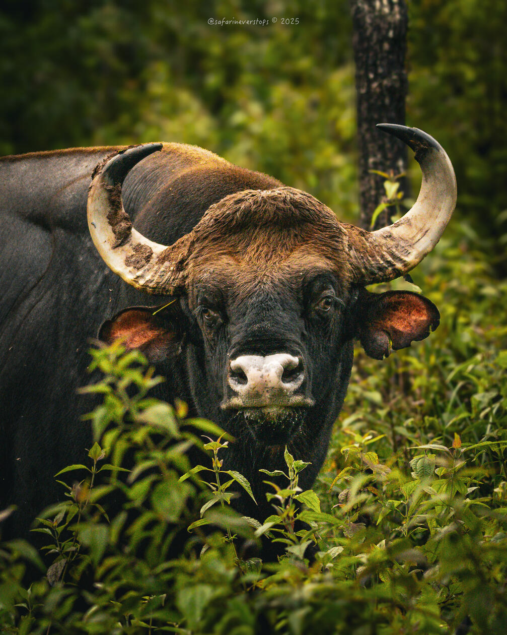 Indian Gaur (Male) in Bandipur